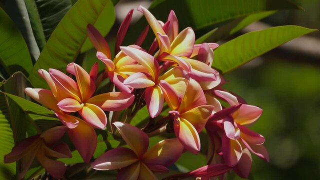 beautiful frangipani flowers on a beautiful sunny day