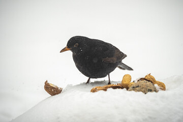 bird in the snow