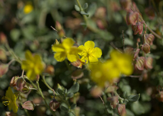 Flora of Gran Canaria - Helianthemum canariense, Canarian sunrose, native to Canary Islands, natural macro floral background

