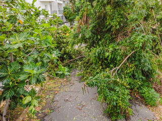 Trees damaged and uprooted after a violent storm. Trees have fallen in a residential village