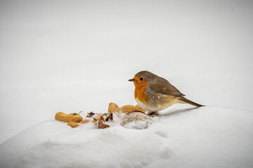 bird in the snow