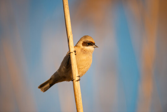 Penduline Tit Remiz pendulinus male. Close up