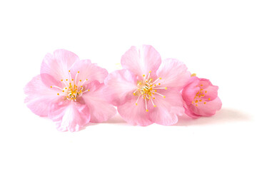 桜の花　白バック