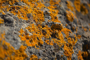 Bright yellow orange Caloplaca marina aka Orange Sea Lichen on rock, recent rains revived the vegetative body, natural macro background
