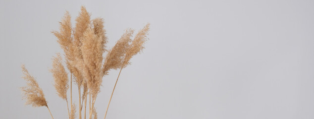 woman hand holds the pampas grass. Reed Plume Stem, Dried Pampas Grass, Decorative Feather Flower...