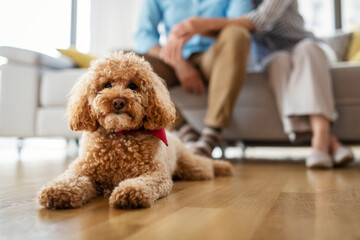 Portrait of a cute brown toy poodle at home, daytime, indoors.