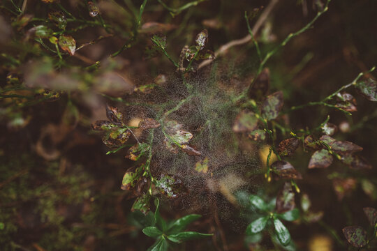 Cobweb between twigs