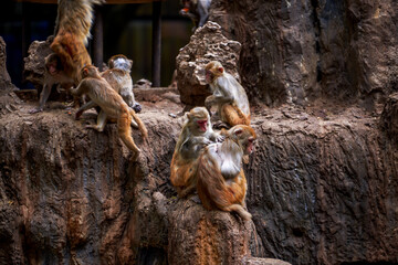 A group of monkeys scratching and living in groups on Monkey Mountain