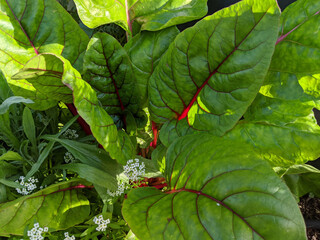 Red stemmed silver beet, close up shot looking down on backlit green leaves with red stems.