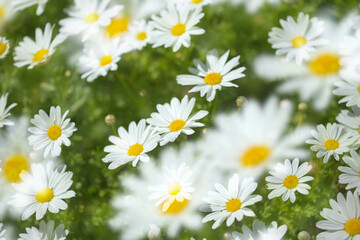 Flora of Gran Canaria -  Argyranthemum, marguerite daisy endemic to the Canary Islands