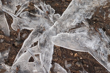 
close-up of a frozen puddle of abstract shapes resembling an angel or unicorn