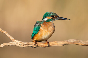 Common Kingfisher, Alcedo atthis, sitting on a branch