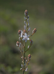 Flora of Gran Canaria -  Asphodelus ramosus, also known as branched asphodel floral background

