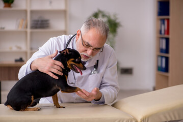 Old male vet doctor examining dog in the clinic