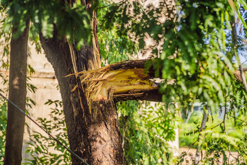 Trees damaged and uprooted after a violent storm. Trees have fallen in a residential village