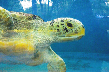 Fototapeta premium Close-up of a giant sea turtle, marine life