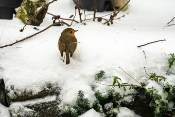 bird in the snow