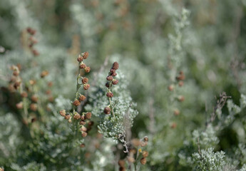 Flora of Gran Canaria - Artemisia reptans, wormwood species listed as protected on Canary Islands, natural macro floral background
