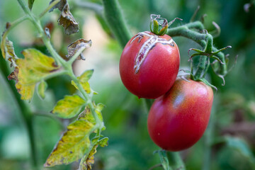 Tomato fruits damaged by bacterial disease. Moisture cracked tomatoes. Tomatoes dried up from pests.