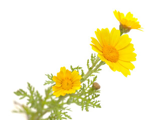 Flora of Gran Canaria - flowering yellow and white Glebionis coronaria aka garland chrysanthemum isolated on  black background
