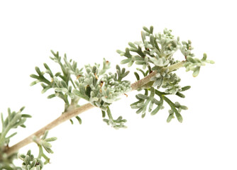 Flora of Gran Canaria - Artemisia reptans, wormwood species listed as protected on Canary Islands, isolated on white