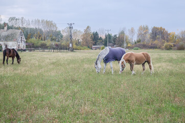 Obraz premium Horses on a daily pasture on a backpack near the city of Novi Sad, Serbia 