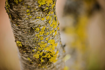 Old log in the spring forest. yellow moss. Spring