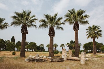 palm trees in the ancient city