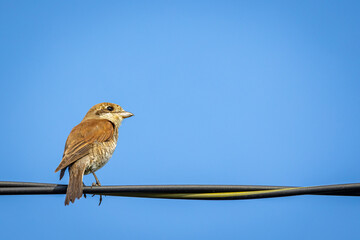 Bird on a wire mockup. Place for your text with field bird sitting on a rural side road wire and copy space for text.