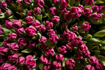 spring background. beautiful purple tulips grow close to each other in the garden bed. view from above