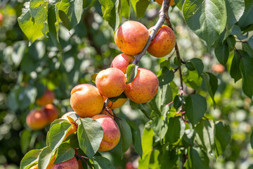 Ripe apricot hanging on a tree branch with sunshine during sunny summertime day. Healthy eating concept.