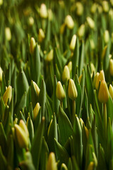 thin yellow tulip buds in leaves on a garden bed very close vertical photo