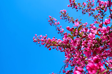 Beautiful pink blossom tree in spring time in sunny day.