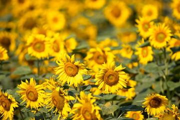 Obraz premium Sunflower on the field closeup. Authentic farm series.