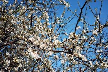 Natural floral background of a blooming fruit tree