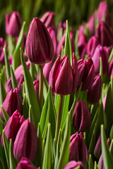 beautiful lilac tulip in the leaves in the garden very close vertical photo