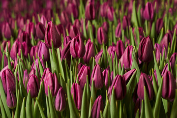 purple tulips background. a beautiful bed of tulips grows on the bed next to each other. background