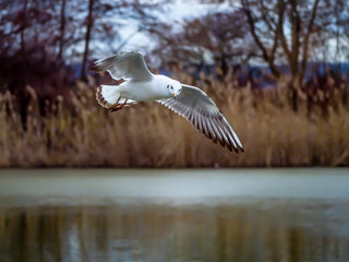 Seagull flying over water surface of lake, blurred background with trees