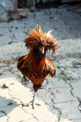 portrait of a rooster