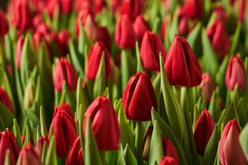 red buds of Dutch tulips and green leaves growing in the garden. background