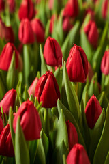 vertical background. red beautiful Dutch tulips in young greenery.