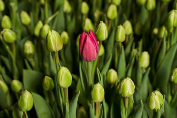 one special eye-catching pink tulip sprouts among the green, closed buds. one different from the total mass. beautiful flower background