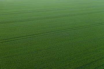 Aerial top view of an agriculture field in countryside on a spring day. Ukrainian landscapes. Green harvest field. Land covered with green grass. Green wheat field. Drone shot.