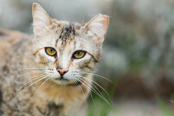 Naklejka na ściany i meble Beautiful cat on a leash enjoying outdoors in the garden. 