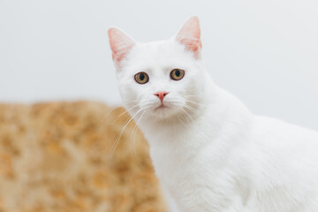 White cat playing on a vintage couch. 