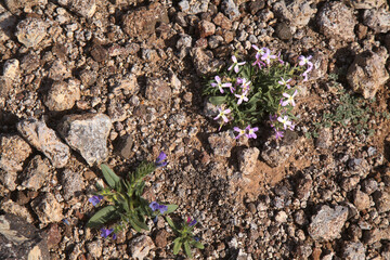 Flora of Gran Canaria -  Matthiola bolleana, Canary stock flower, endemic to the Canary Islands, very low-growing specimens 
growing on a windy mountain top
