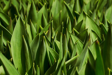 green herbal leaves background. beautiful tulip leaves