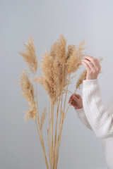 woman hand holds the pampas grass. Reed Plume Stem, Dried Pampas Grass, Decorative Feather Flower Arrangement for Home, New Trendy Home Decor.