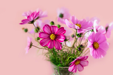 Fresh summer bouquet of pink cosmos flowers on pink background. Floral home decor.