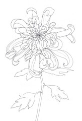 Chrysanthemum is a plant with a flower and leaves.Ink drawing. Graphic arts. Wallpaper. Use printed materials, signs, posters, postcards, packaging.